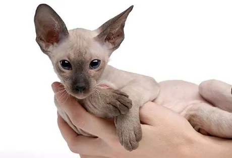 Những giống chó mèo ngoài hành tinh lạ - độc - đẹp mà dân mạng phát cuồng phải bỏ cả trăm triệu mới mua được - 10