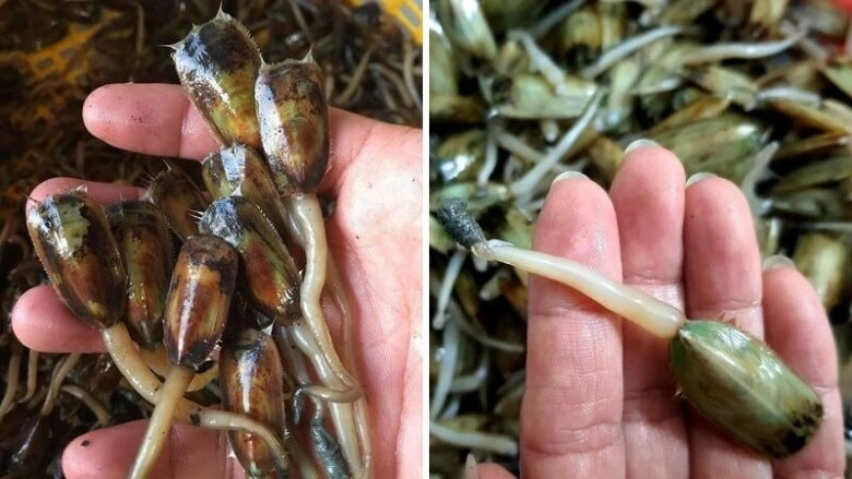 Những món ăn thử thách lòng kiên nhẫn của thực khách dù mỏi răng hoa mắt vẫn không thể dứt miệng - 1