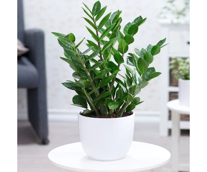 Những vật dụng đơn giảnbạn nên sắm từ bây giờ để thêm vận may dịp tết 2025 có món chỉ 5000 đồng - 7