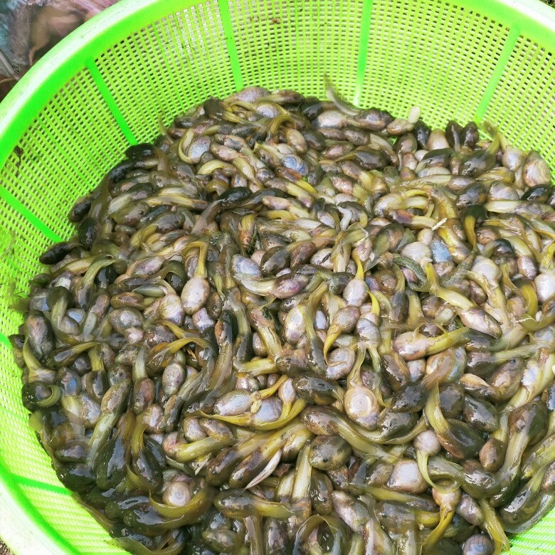 Phiên chợ độc nhất giữa lòng thanh hóa chỉ họp 1 buổi trong tuần trao đổi hàng hóa không cần mặc cả - 3