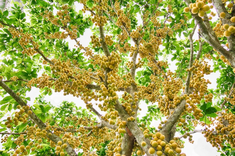 Quả đặc sản mọc chi chít từ gốc tới ngọn chín vàng ở an giang - 1