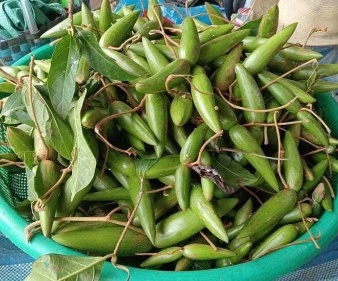 Quả dại rụng đầy trên rừng không ai hái nay lên đời thành thứ quả xa xỉ dân thành phố đua nhau lùng mua bằng được - 1