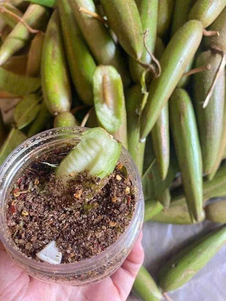 Quả dại rụng đầy trên rừng không ai hái nay lên đời thành thứ quả xa xỉ dân thành phố đua nhau lùng mua bằng được - 4