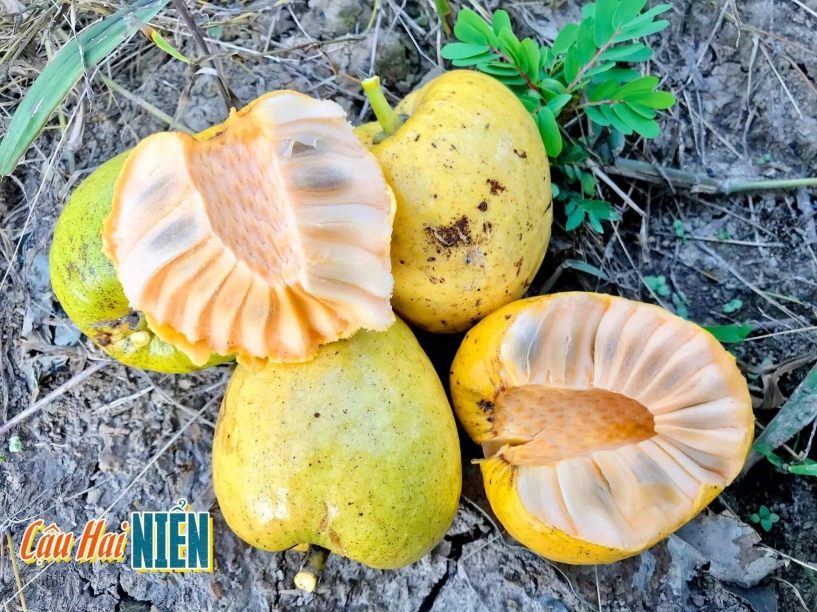 Quả dại vàng ươm thơm nức xưa rụng đầy gốc nay phải săn lùng mới có - 1