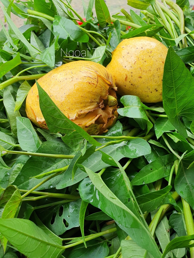 Quả dại vàng ươm thơm nức xưa rụng đầy gốc nay phải săn lùng mới có - 2