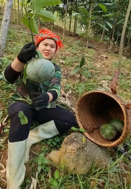 Quả lạ ở miền bắc nhìn giống bưởi dân hái về dùng thay mỡ lợn dầu ăn - 1