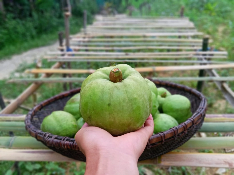 Quả ở miền bắc trông giống ổi nấu canh ngon hơn dùng sấu me - 1