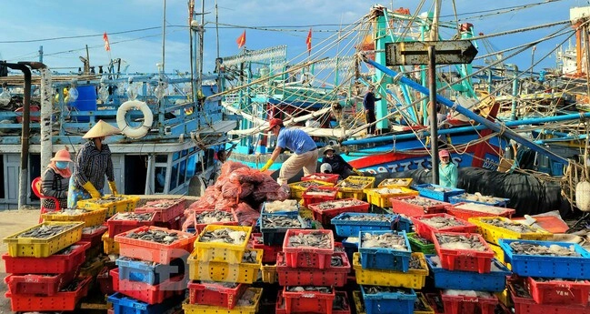 Quy nhơn có một khu chợ cá lớn và nổi tiếng bậc nhất miền trung bán đủ loại hải sản với giá tận gốc - 1