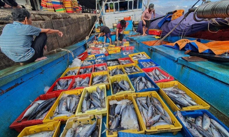 Quy nhơn có một khu chợ cá lớn và nổi tiếng bậc nhất miền trung bán đủ loại hải sản với giá tận gốc - 2