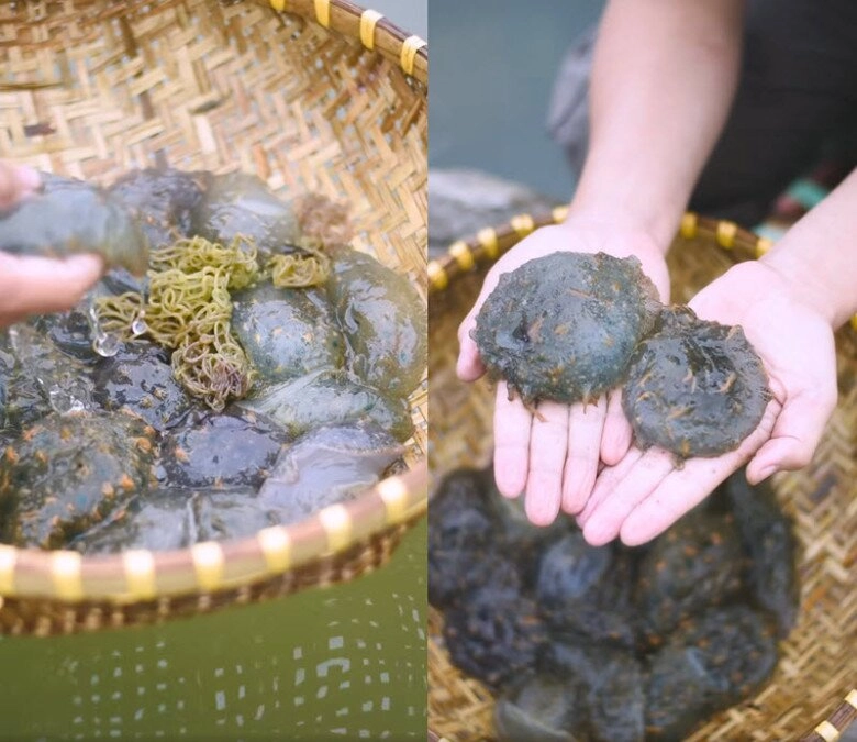 Sinh vật nhìn kỳ dị bò nhúc nhích nhưng lại là đặc sản ăn mát lạnh giữa ngày hè giòn sần sật như rau câu - 1