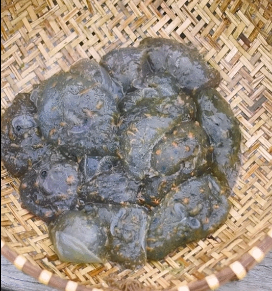Sinh vật nhìn kỳ dị bò nhúc nhích nhưng lại là đặc sản ăn mát lạnh giữa ngày hè giòn sần sật như rau câu - 2