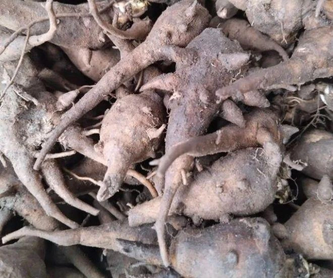 Thứ củ độc chết người lại là đặc sản chỉ có ở hà giang nấu thành món cháo thơm ngon lại siêu bổ dưỡng - 1