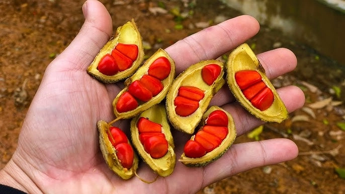Thứ gia vị trời cho chỉ đại gia mới dám mua được mệnh danh là vàng đen có tiền chưa chắc được sở hữu - 2