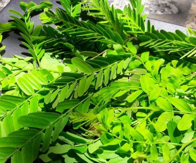 Thứ lá bé xíu không ai ngó ngàng lại là nguyên liệu nấu thành mâm cao cỗ đầy của người bình thuận - 1