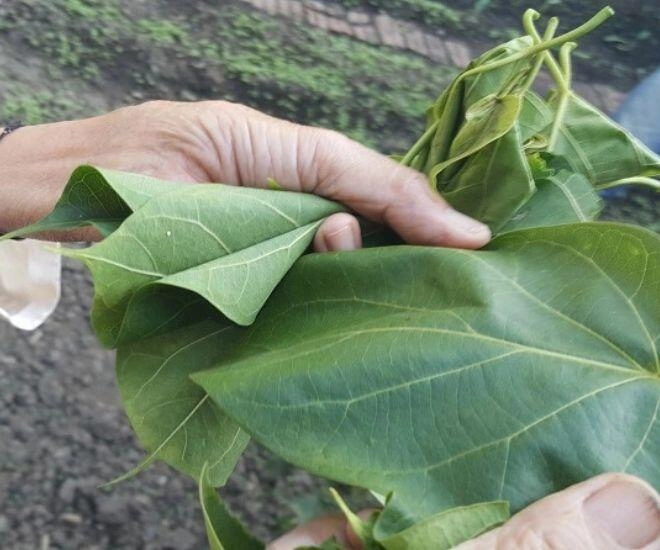 Thứ lá tưởng độc chết người lại có thể ăn được chỉ để dùng đãi khách quý hoặc dịp lễ tết mới được ăn - 1