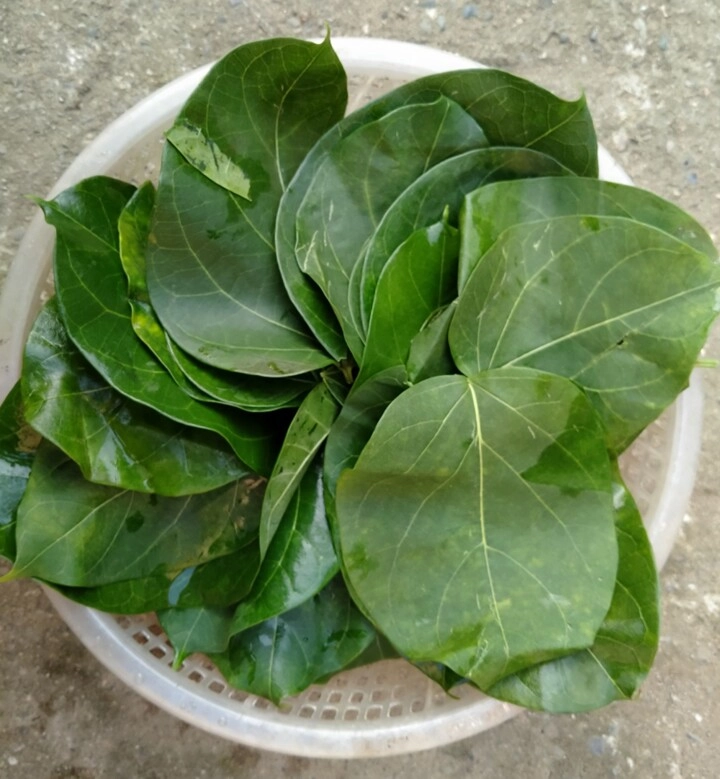 Thứ lá tưởng độc chết người lại có thể ăn được chỉ để dùng đãi khách quý hoặc dịp lễ tết mới được ăn - 2