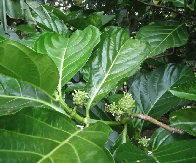 Thứ lá xưa rụng đầy vườn tưởng vứt đi vì có vị đắng nghét không ngờ nấu lên thành món bổ dưỡng ai cũng mê - 1
