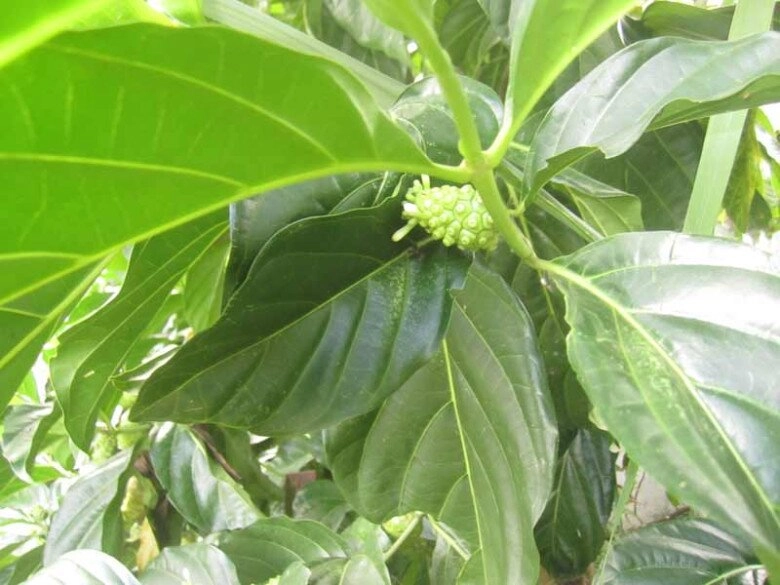 Thứ lá xưa rụng đầy vườn tưởng vứt đi vì có vị đắng nghét không ngờ nấu lên thành món bổ dưỡng ai cũng mê - 2