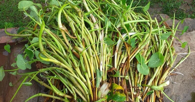 Thứ lộc trời ban xưa dân nghèo dùng để chống đói nay lại thành đặc sản dân sành ăn mới biết cách chế biến - 6