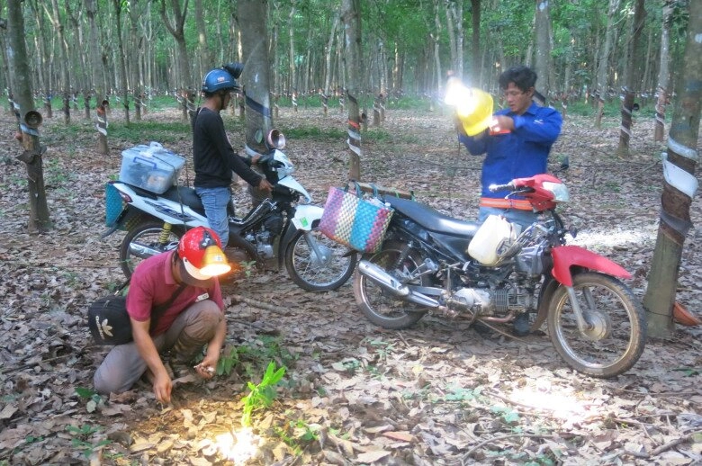 Thứ lộc trời cho giúp người quảng trị kiếm tiền triệu mỗi ngày cực hiếm lại thơm ngon bổ dưỡng người mua tranh nhau từng rổ - 2