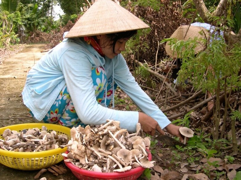 Thứ lộc trời cho giúp người quảng trị kiếm tiền triệu mỗi ngày cực hiếm lại thơm ngon bổ dưỡng người mua tranh nhau từng rổ - 3