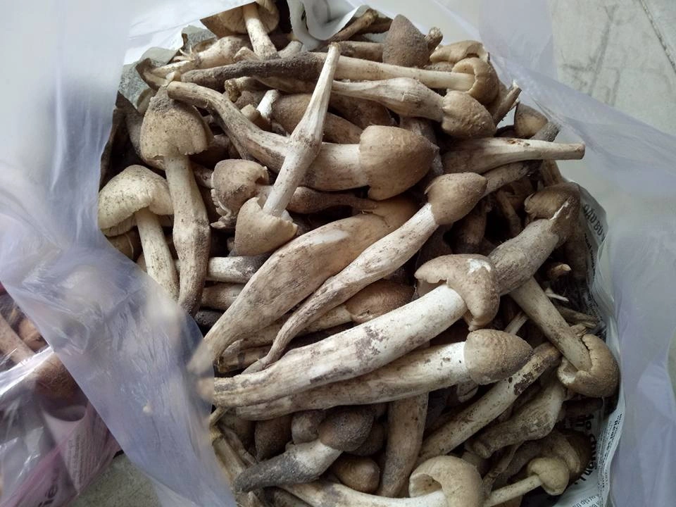 Thứ lộc trời cho giúp người quảng trị kiếm tiền triệu mỗi ngày cực hiếm lại thơm ngon bổ dưỡng người mua tranh nhau từng rổ - 4