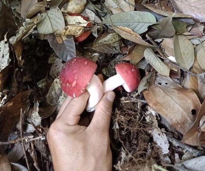 Thứ lộc trời được xem là vàng đỏ trong rừng xưa chỉ mọc hoang không ai biết nay thành đặc sản cực hiếm - 1