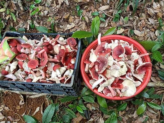 Thứ lộc trời được xem là vàng đỏ trong rừng xưa chỉ mọc hoang không ai biết nay thành đặc sản cực hiếm - 3