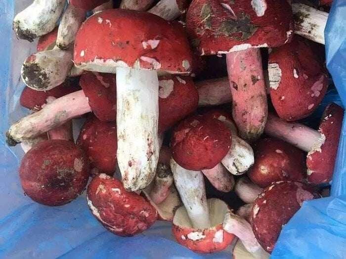 Thứ lộc trời được xem là vàng đỏ trong rừng xưa chỉ mọc hoang không ai biết nay thành đặc sản cực hiếm - 4