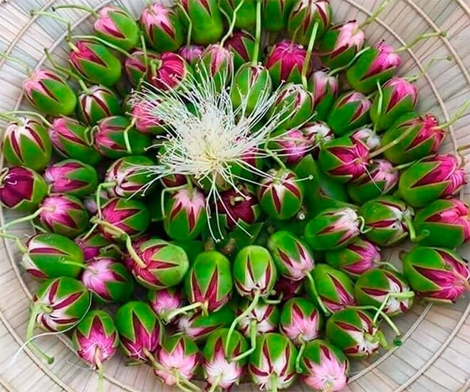 Thứ mọc dại xưa rụng đầy không ai biết đến nay thành đặc sản nổi tiếng ở thành phố hương vị đặc biệt - 1