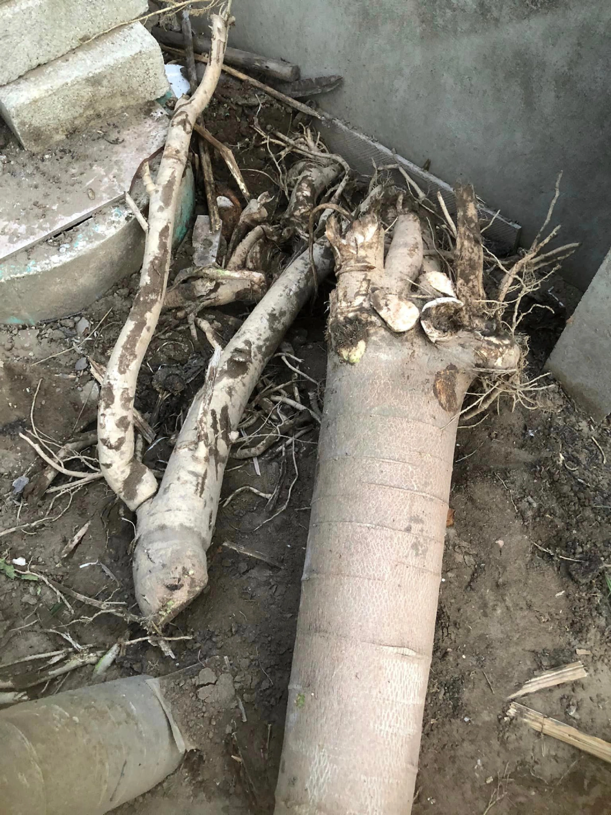 Thứ nằm trong thân cây đu đủ tưởng vứt đi nhặt về đem muối làm được đủ món cứu đói ăn ngon hơn thịt gà - 2