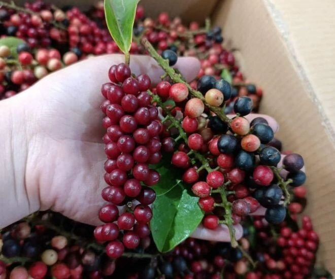 Thứ quả dại xưa chỉ trẻ con nhặt ăn nay thành đặc sản chị em lùng mua ngâm rượu uống cực tốt cho sức khỏe - 1