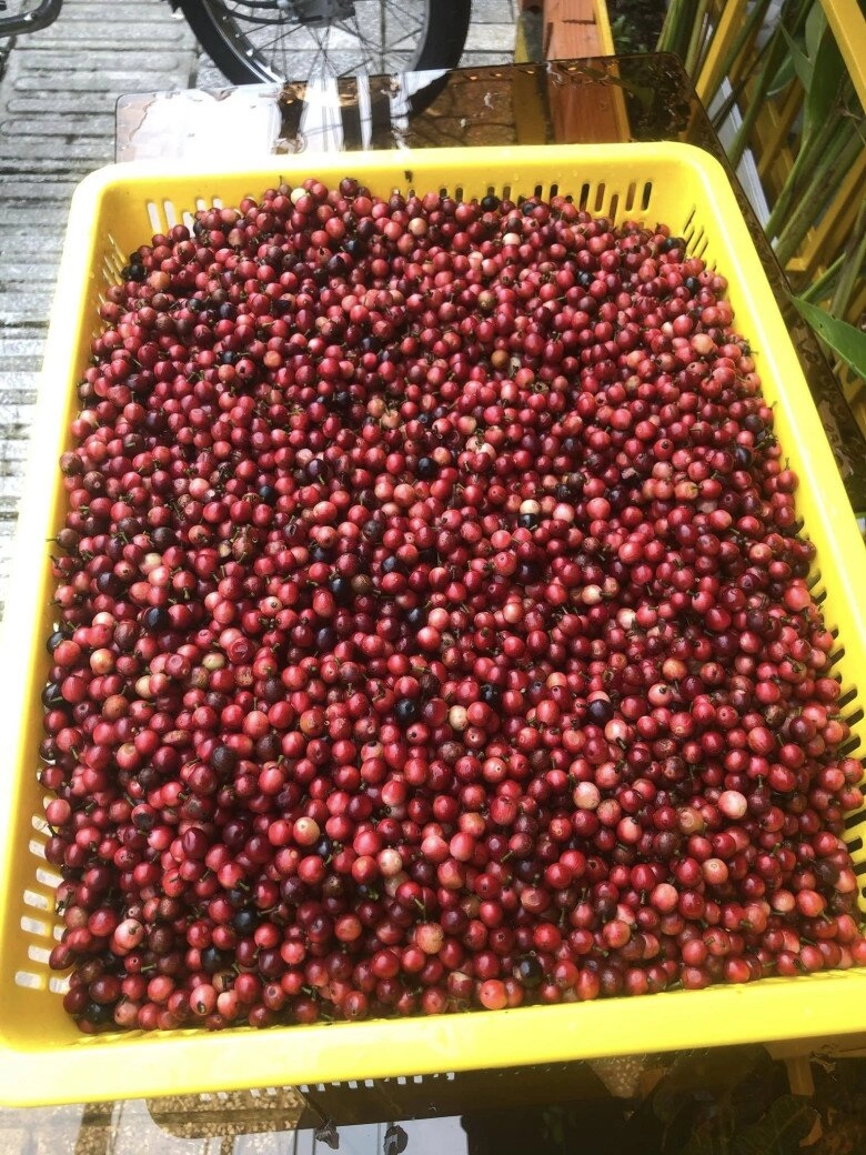 Thứ quả dại xưa chỉ trẻ con nhặt ăn nay thành đặc sản chị em lùng mua ngâm rượu uống cực tốt cho sức khỏe - 4