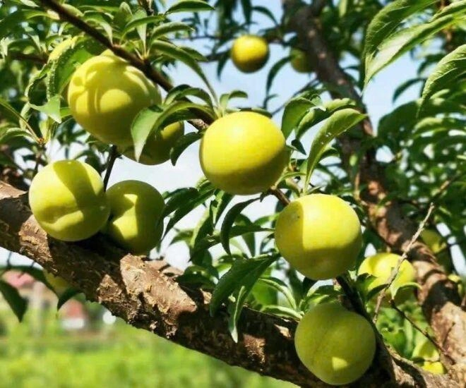 Thứ quả nhìn xanh lét lại có vị ngọt như mật ong cực hot mxh chị em đổ xô mua thử dù giá đến 500000đkg - 1