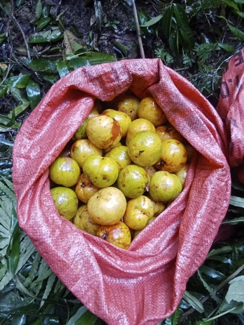 Thứ quả vô danh thành đặc sản đắt giá hương thơm khiến nhiều người mê mẩn lại cực tốt cho sức khỏe - 5