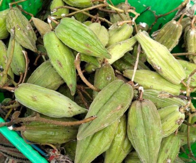 Thứ quả vừa chua vừa chát xưa chỉ vứt đi nay lại được lòng chị em 100000 đồngkg vẫn đua nhau tìm mua - 1