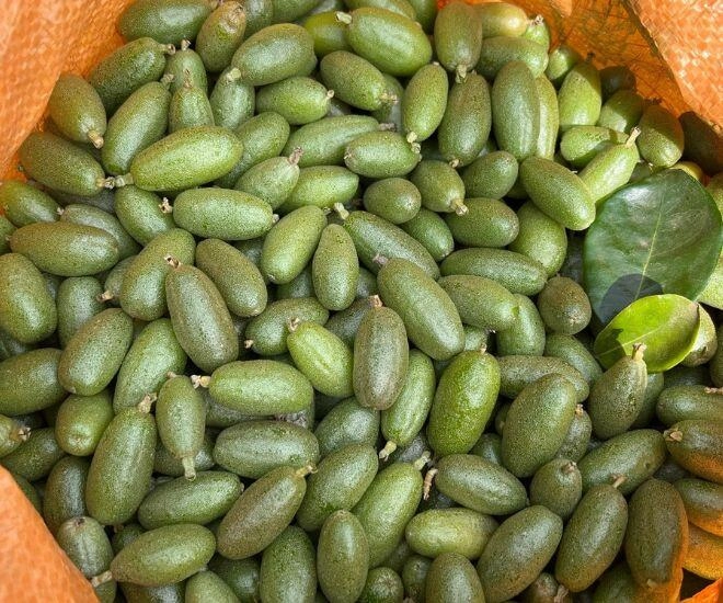 Thứ quả vừa chua vừa chát xưa cho không ai lấy nay ra nước ngoài được săn đón giá đến 35 triệucây - 1