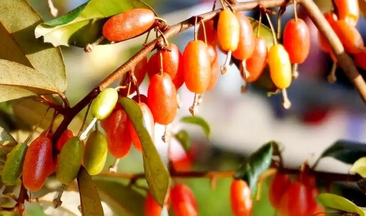 Thứ quả vừa chua vừa chát xưa cho không ai lấy nay ra nước ngoài được săn đón giá đến 35 triệucây - 2