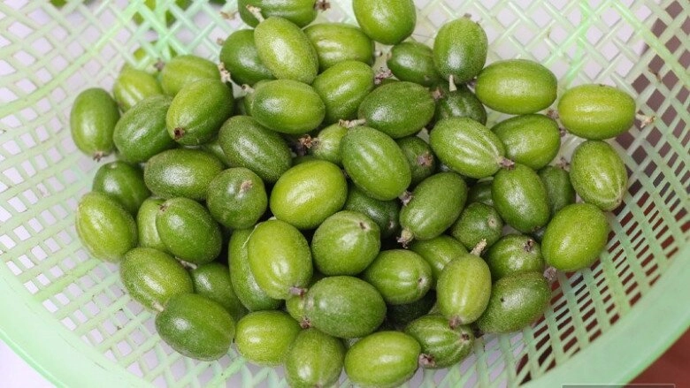 Thứ quả vừa chua vừa chát xưa cho không ai lấy nay ra nước ngoài được săn đón giá đến 35 triệucây - 5