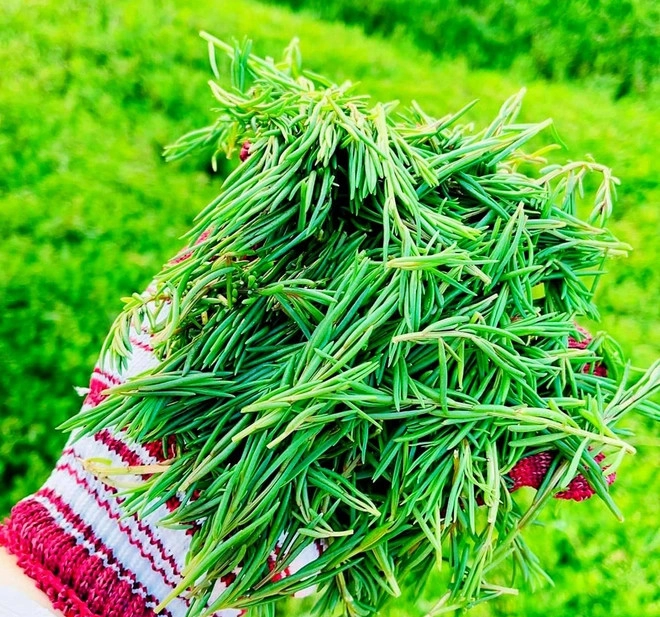 Thứ rau ăn sương hít khí trời xưa rẻ bèo không ai mua nay thành đặc sản người thành phố lùng tìm - 2