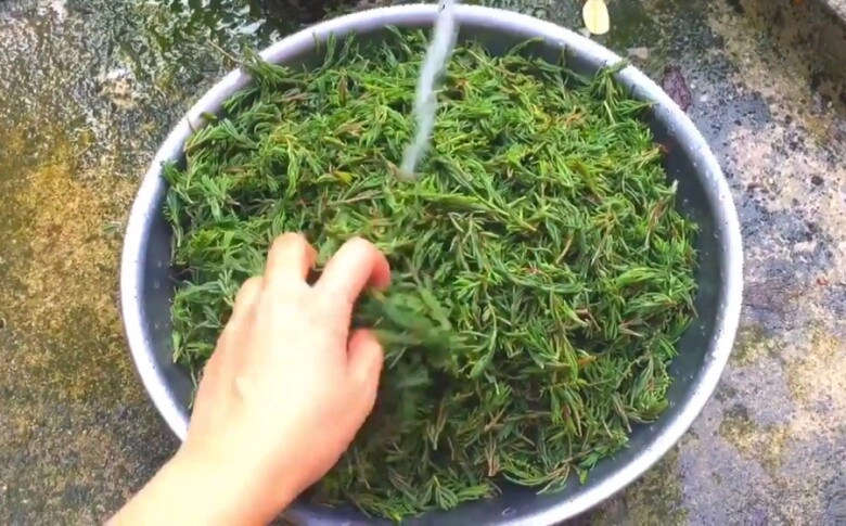 Thứ rau ăn sương hít khí trời xưa rẻ bèo không ai mua nay thành đặc sản người thành phố lùng tìm - 4