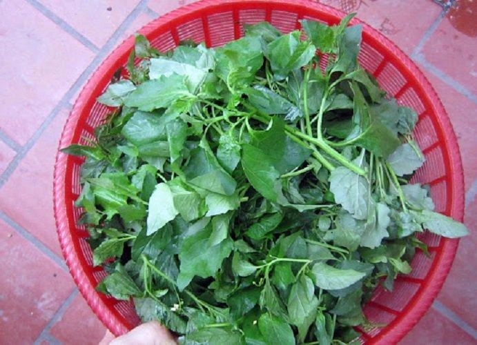 Thứ rau dại mọc đầy ngoài đồng không ai ngó nay thành đặc sản chỉ dùng đãi khách quý lại cực tốt cho sức khỏe - 2