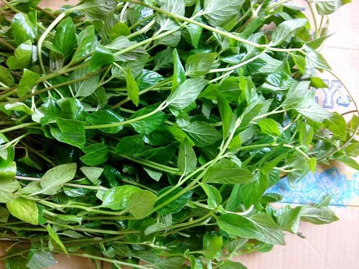 Thứ rau dại mọc trên núi không ai ngó ngàng nay thành đặc sản bán trong nhà hàng giá đắt khách vẫn mua nườm nượp - 2