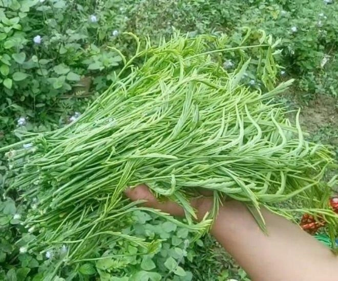 Thứ rau rừng một người ăn là cả làng bịt mũi vì quá bốc mùi là đặc sản độc nhất tây bắc du khách tranh giành mua làm quà - 1
