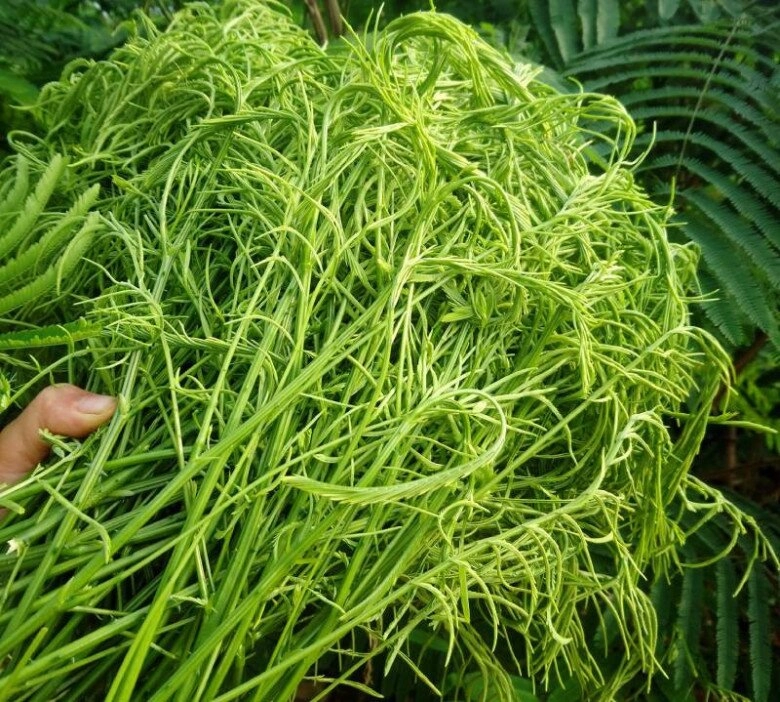 Thứ rau rừng một người ăn là cả làng bịt mũi vì quá bốc mùi là đặc sản độc nhất tây bắc du khách tranh giành mua làm quà - 2