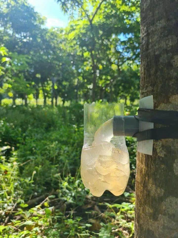 Thứ tiết ra từ vết thương của cây xưa không ai ngó nay được săn lùng vì nổi danh là vàng trắng nhờ giàu dinh dưỡng - 2