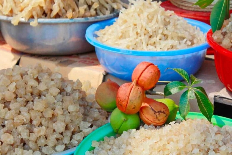 Thứ tiết ra từ vết thương của cây xưa không ai ngó nay được săn lùng vì nổi danh là vàng trắng nhờ giàu dinh dưỡng - 3