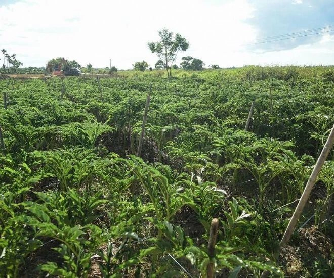 Thứ tưởng chỉ vứt đi lại là đặc sản xứ huế xưa giúp dân nghèo cứu đói nay thành món ngon được người sành ăn lùng tìm - 1