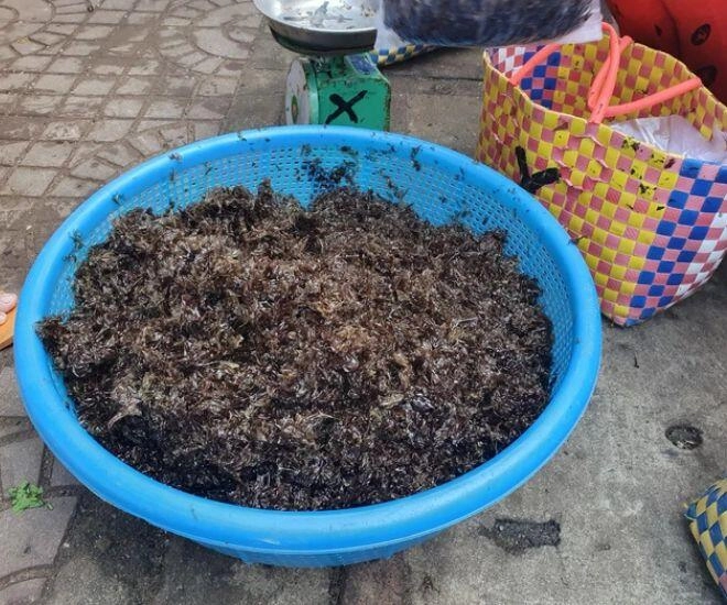 Thứ xưa chỉ nhà nghèo ăn nay thành đặc sản miền trung giá đến 200000 đồngkg khách vẫn lũ lượt mua - 1