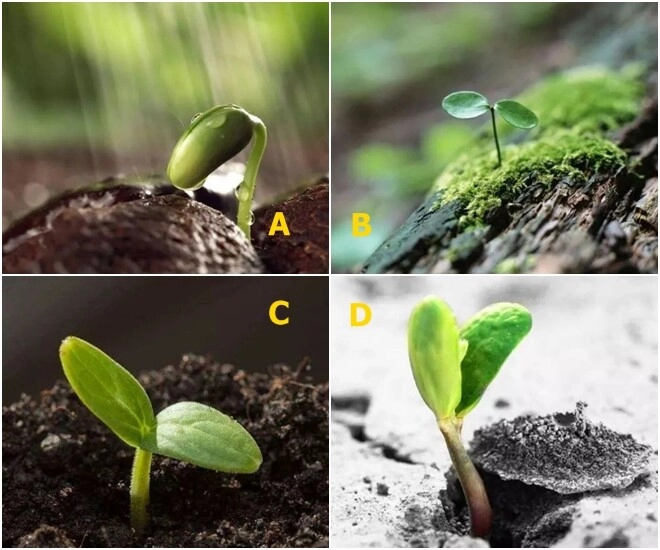 Trắc nghiệm cuộc hôn nhân của bạn sẽ kéo dài được bao lâu chọn một cây non là biết ngay - 1